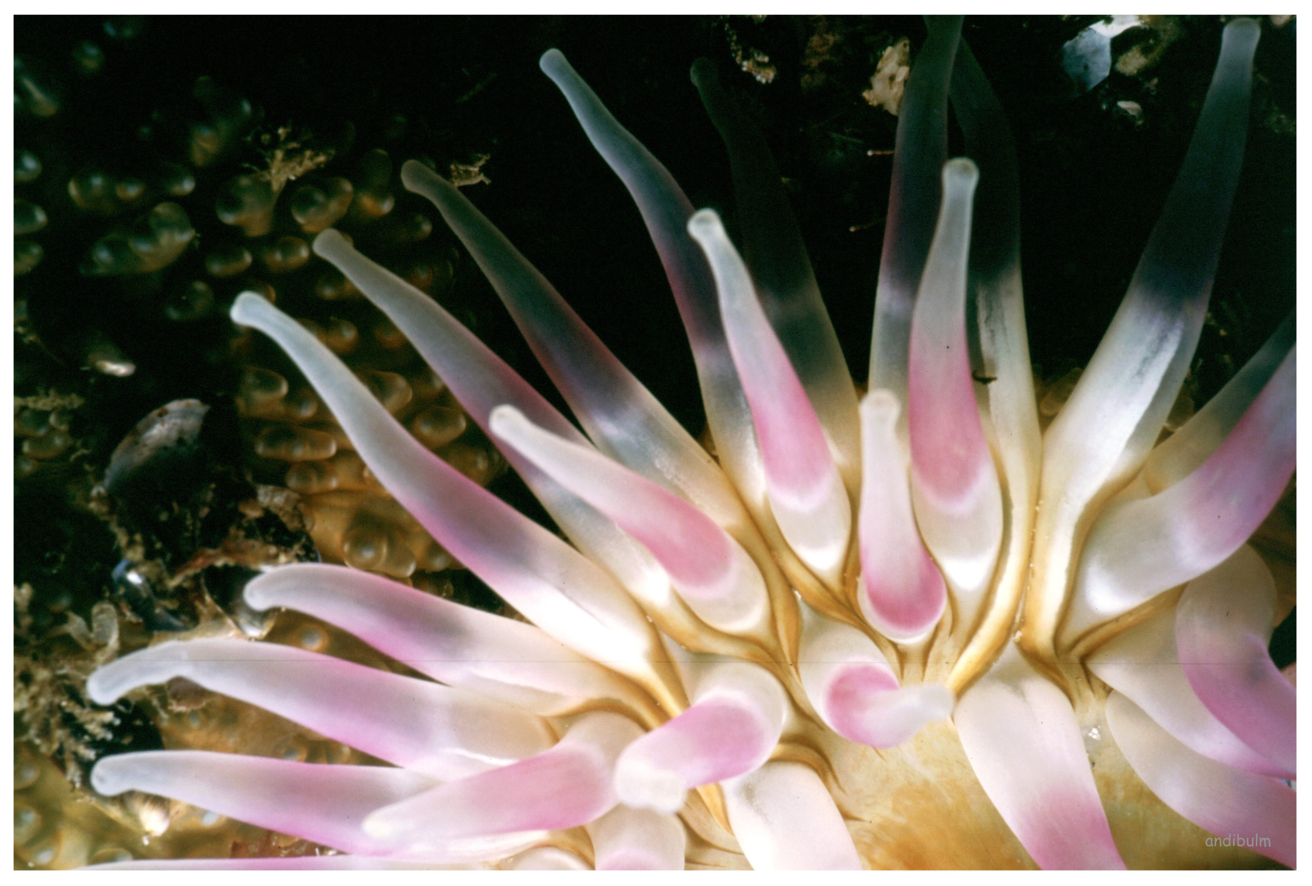 Unterwasser andibulm